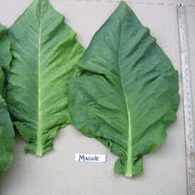 Madole, Tobacco Seed